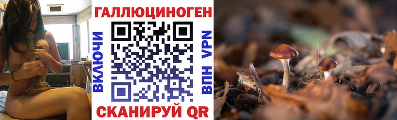 Галлюциногенные грибы Psilocybine cubensis  Саянск 